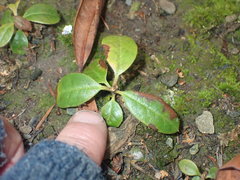 Rhododendron arboreum