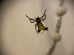Micrathena digitata