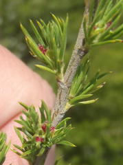 Cliffortia tuberculata