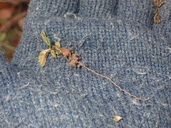 Rhododendron arboreum