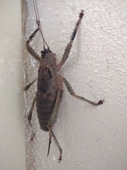 Nesoecia
