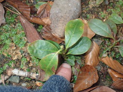 Rhododendron arboreum