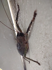 Nesoecia