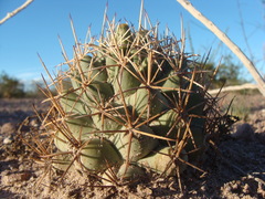 Coryphantha robustispina