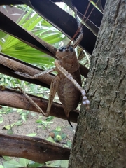 Nesoecia