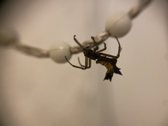 Micrathena digitata