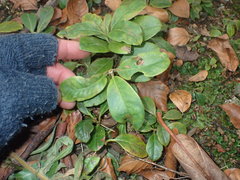 Rhododendron arboreum