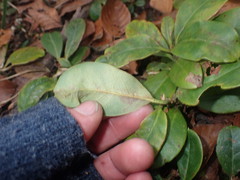 Rhododendron arboreum