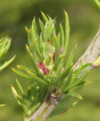 Cliffortia tuberculata