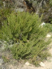 Cliffortia tuberculata