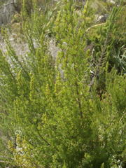 Cliffortia tuberculata