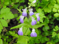 Collinsia multicolor
