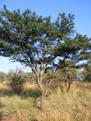 Vachellia robusta robusta