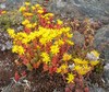 Pacific Stonecrop - Photo (c) J Brew, some rights reserved (CC BY-SA), uploaded by J Brew