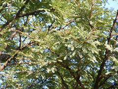 Vachellia robusta robusta