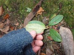 Rhododendron arboreum