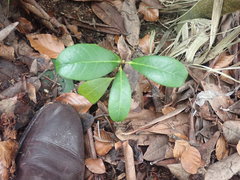 Rhododendron arboreum