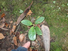 Rhododendron arboreum