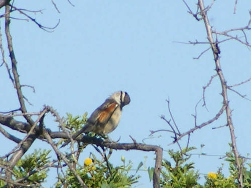 Tchagra australis