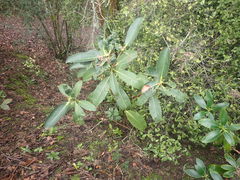 Rhododendron arboreum