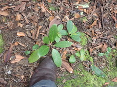 Rhododendron arboreum