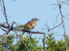 Tchagra australis