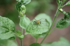 Oxyopes macilentus