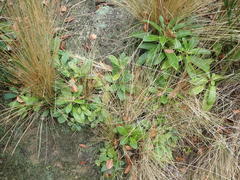 Rhododendron arboreum