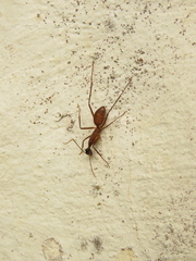 Camponotus ager