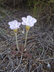 Oxalis algoensis