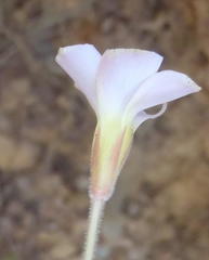 Oxalis algoensis