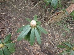 Rhododendron arboreum