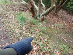 Rhododendron arboreum