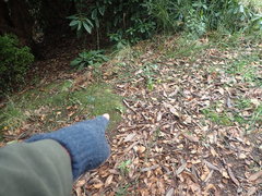 Rhododendron arboreum