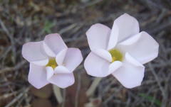 Oxalis algoensis