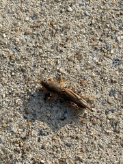 Neoscapteriscus borellii