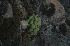 Conophytum ficiforme