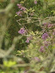 Jacaranda caucana