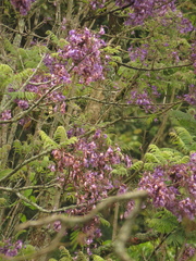 Jacaranda caucana