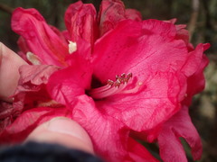 Rhododendron arboreum