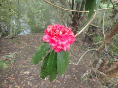 Rhododendron arboreum