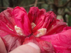 Rhododendron arboreum