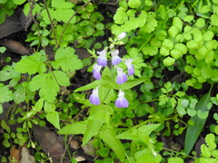 Collinsia multicolor