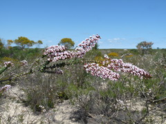Scholtzia uberiflora