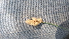 Carex microptera