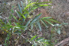 Alpinia caerulea
