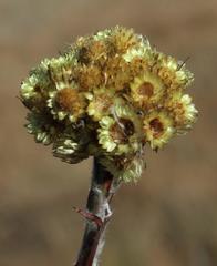 Helichrysum cephaloideum