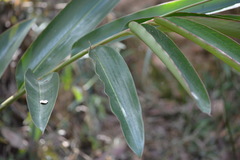 Alpinia caerulea