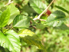 Pelecinobaccha clarapex