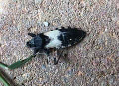 Microtomus purcis